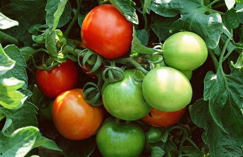 朝堂吃瓜番茄小说免费阅读 第1张 朝堂吃瓜番茄小说免费阅读 第1张