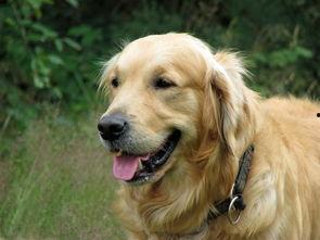 平安大爷爆料金毛视频,金毛犬视频背后的惊人真相 第2张 平安大爷爆料金毛视频,金毛犬视频背后的惊人真相 第2张