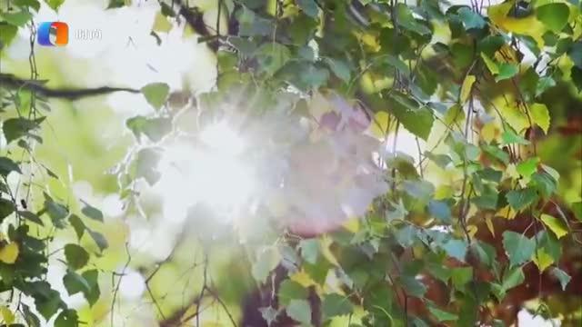 透光的树在线观看,透过树叶的时光之旅 第2张 透光的树在线观看,透过树叶的时光之旅 第2张